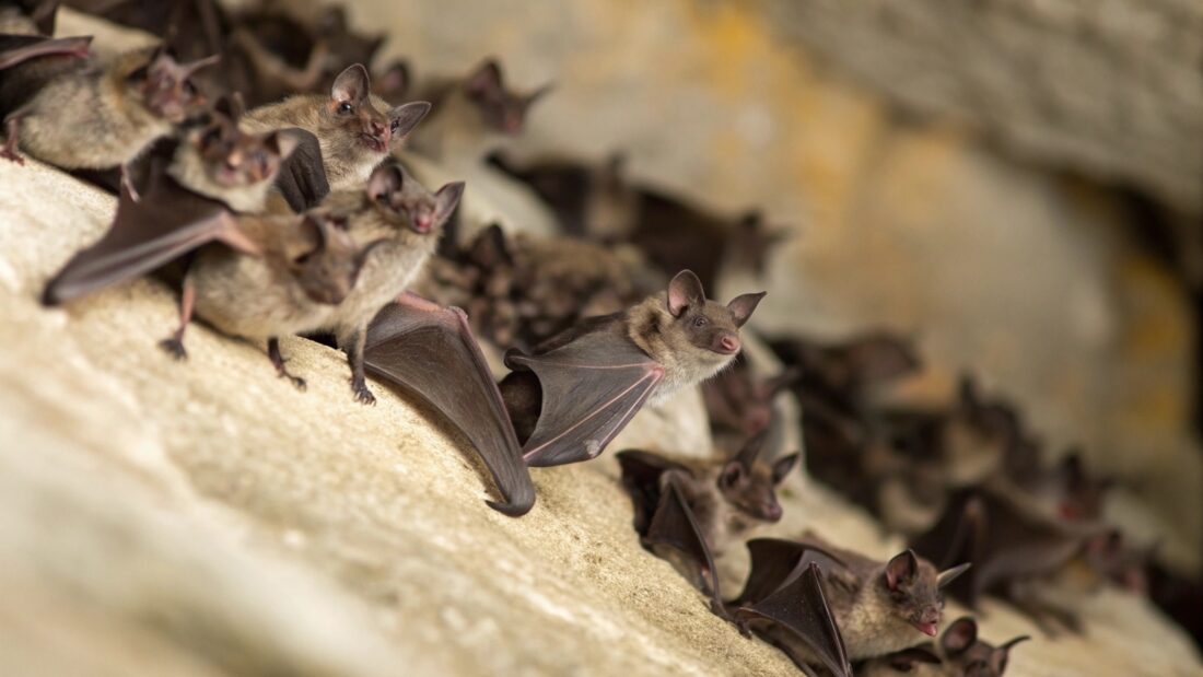 State health officials warn of increased risk of rabies exposure, especially from bats
